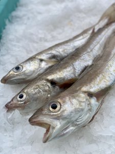 Appâts crevettes