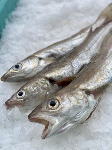 Appâts crevettes