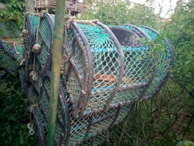 shellfish trap octopus