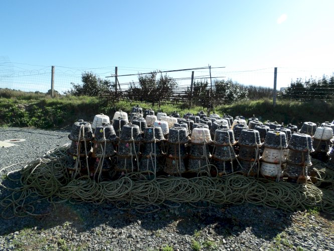 Casiers à bulots