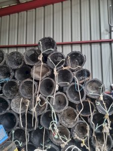 Shrimp traps