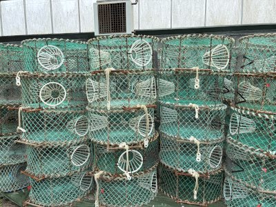 Cuttlefish traps