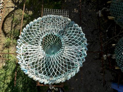 Cuttlefish traps