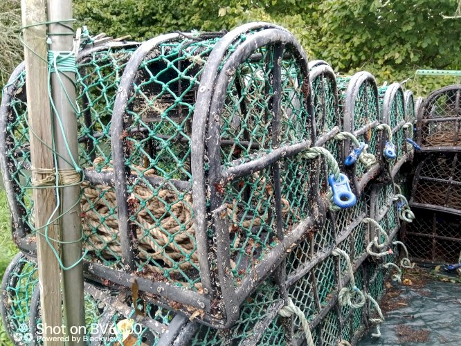 casiers homards
