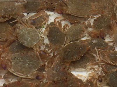 Cherche crabes nageurs