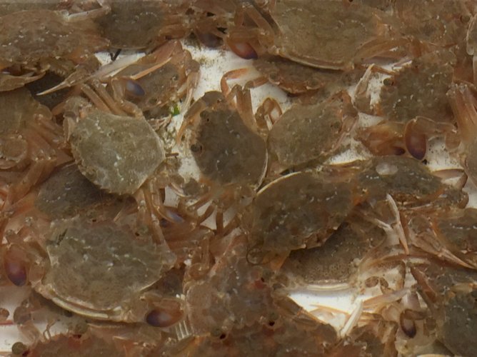 Cherche crabes nageurs