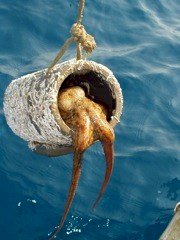 Looking for Octopus Pots