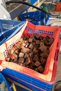 CHOCOBAIT APPAT POULPE