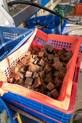 CHOCOBAIT APPAT POULPE