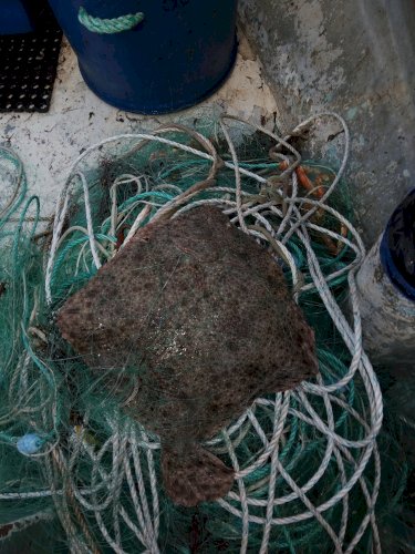 Divers matériel pêche et poissonnerie 