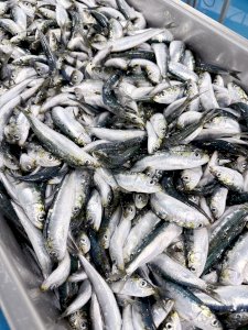 SARDINES APPATS