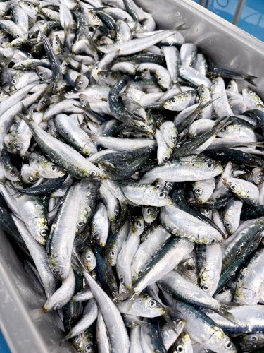 SARDINES APPATS