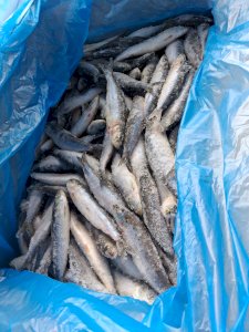 Sardines