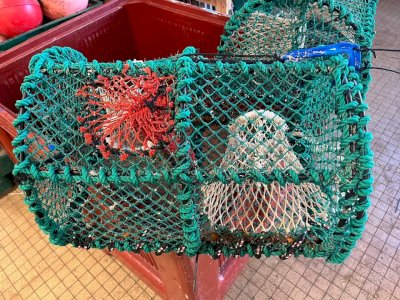 Vends 105 casier a poulpe 30€ /Unité
